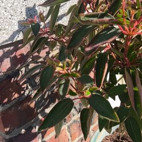 Photo of the plant species Princess flower by Chris named Darwin on Greg, the plant care app