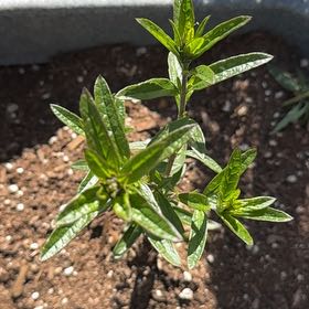 Photo of the plant species Midnight Magic by Chris named Plato on Greg, the plant care app