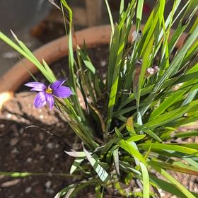 Photo of the plant species Moody Blues Blue-eyed Grass by Chris named Dolores on Greg, the plant care app