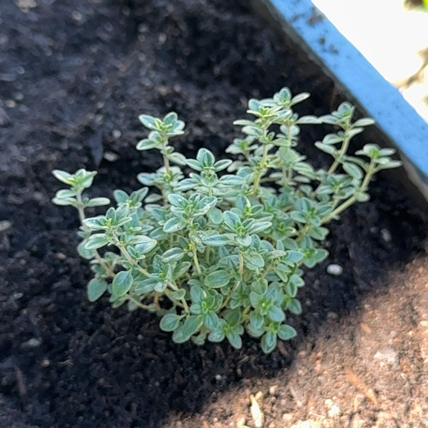 Photo of the plant species Golden Lemon Thyme by Chris named Kylie on Greg, the plant care app