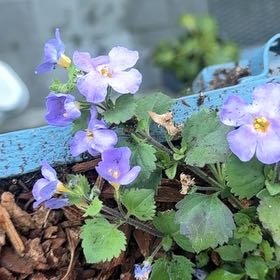 Photo of the plant species bacopa by Chris named Navajo on Greg, the plant care app