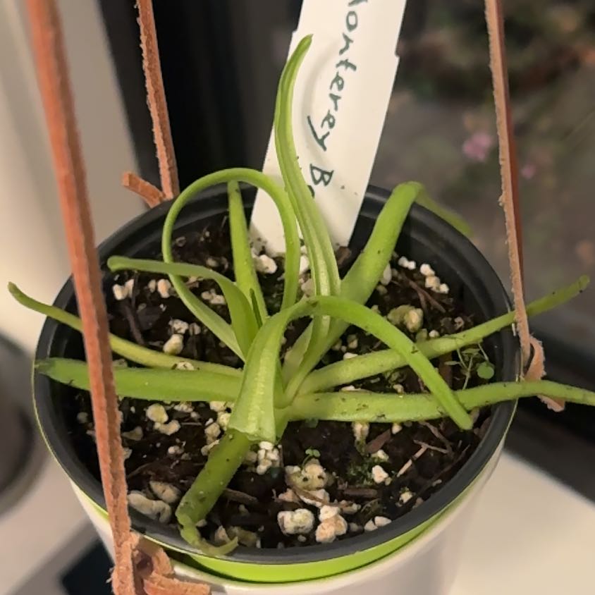 Photo of the plant species Pinguicula moctezumae by Chris named Zeus on Greg, the plant care app