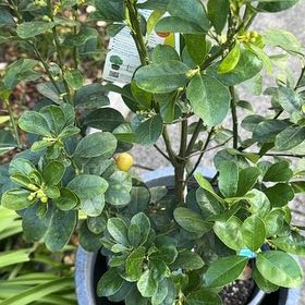 Photo of the plant species Fukushu Kumquat by Chris named Gomez on Greg, the plant care app