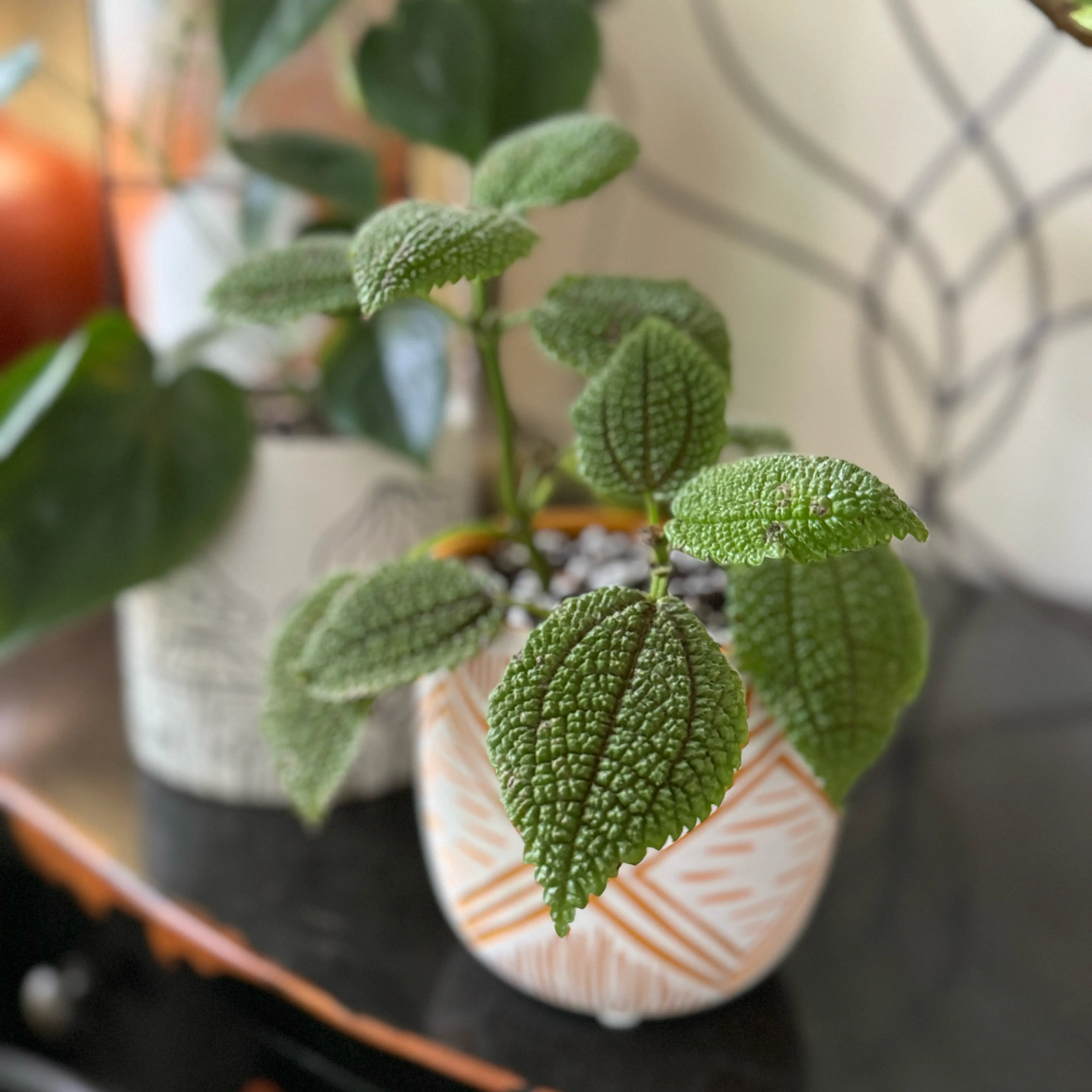 Photo of the plant species Fittonia Mini by @Sunnydayz9 named Planty on Greg, the plant care app