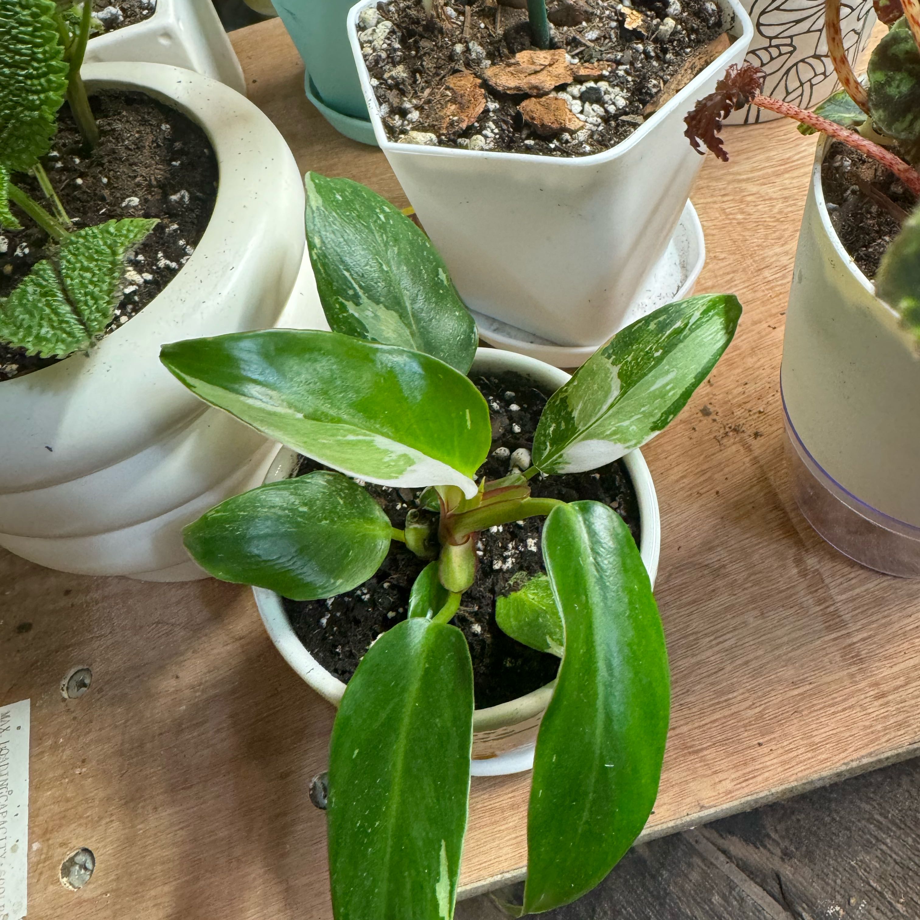 Photo of the plant species Philodendron variegated by @Sunnydayz9 named Zion on Greg, the plant care app