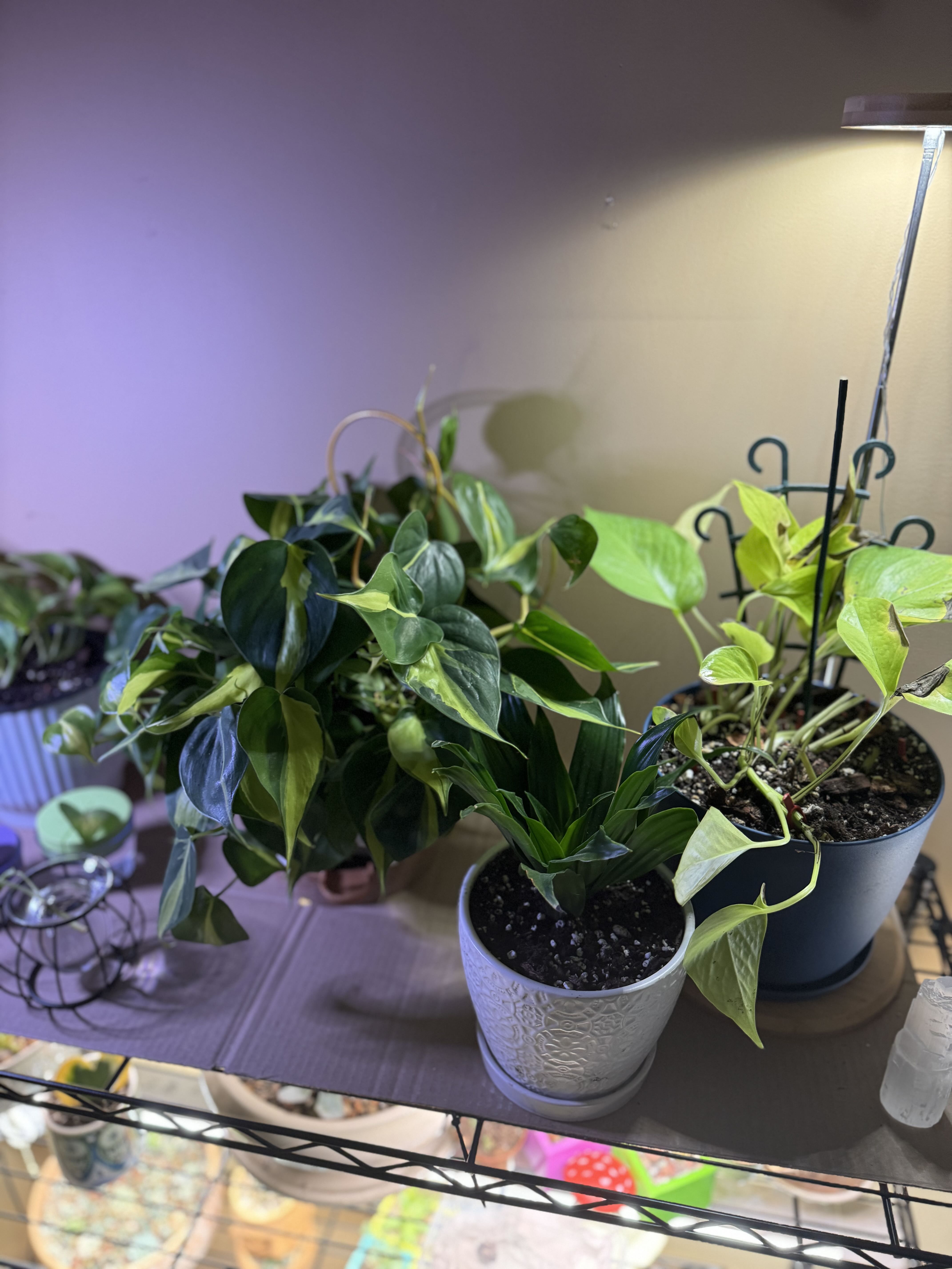 Photo from the post