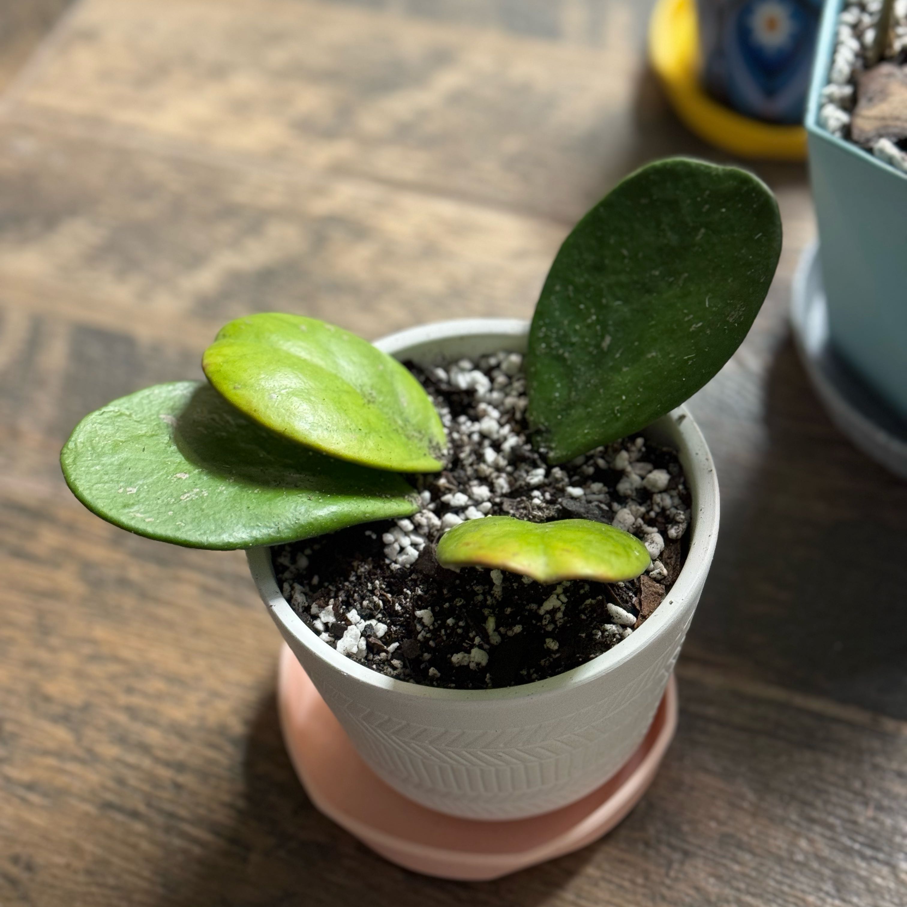 A healthy Hoya Obovata plant in a white pot with visible soil.
