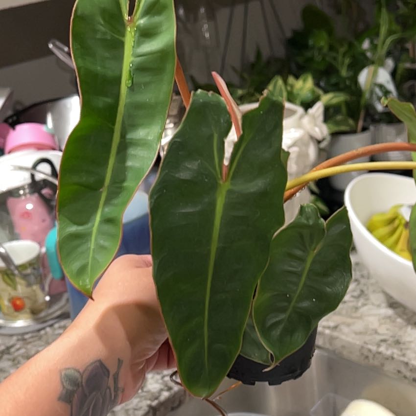 Photo of the plant species Billietiae by @BountifulNeslia named Gobi on Greg, the plant care app