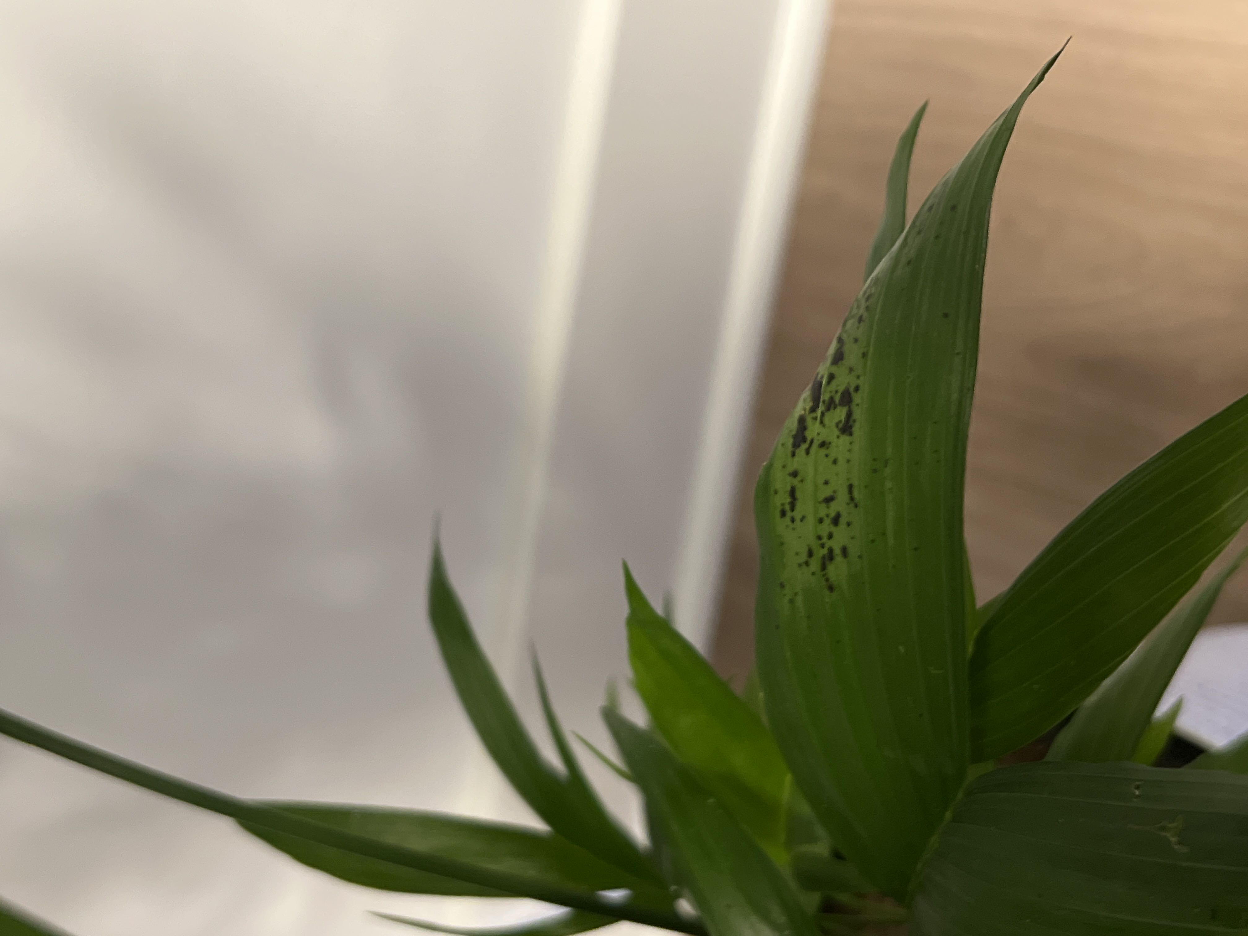 Why Are There Brown Spots On My Kentia Palm Leaves? 🍂