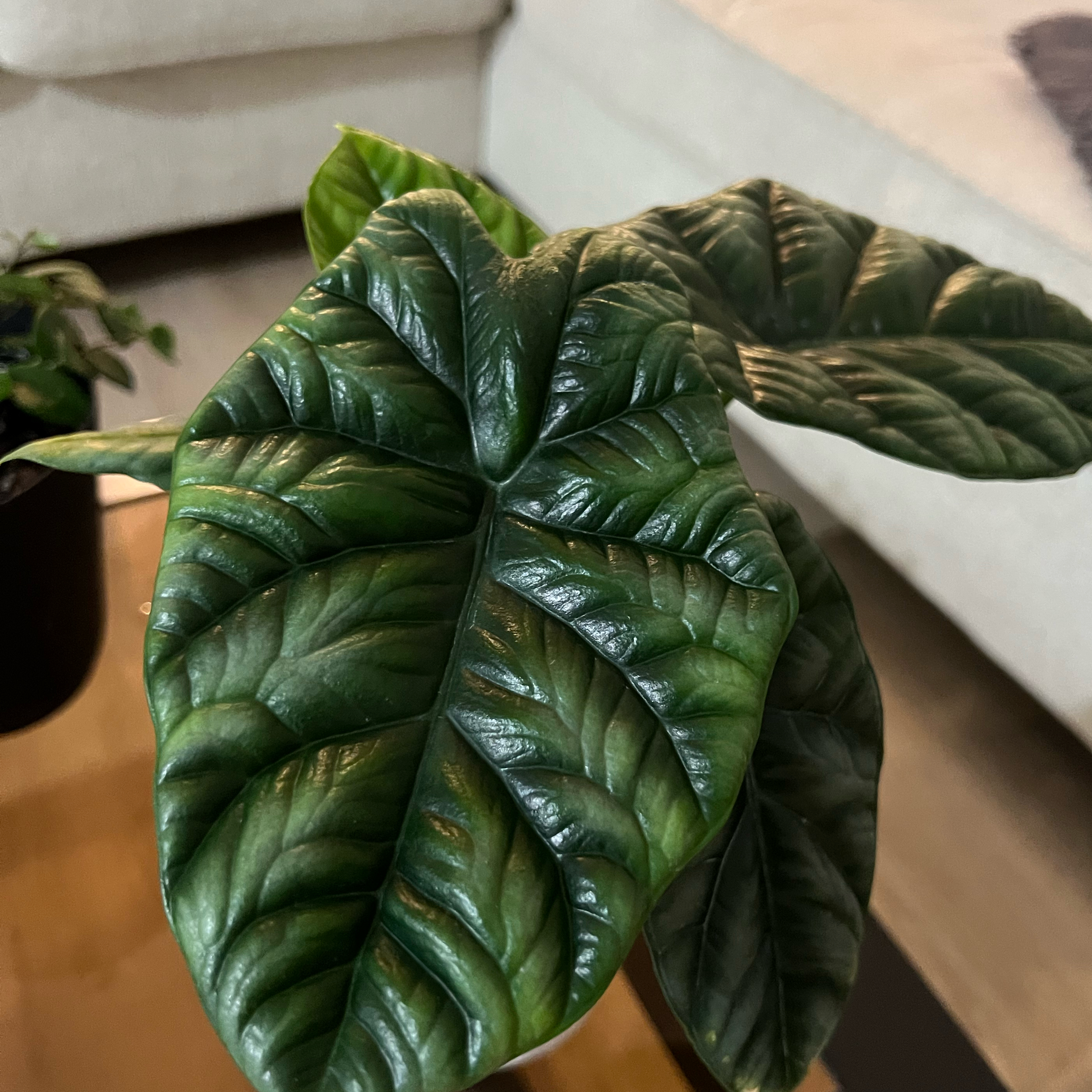 Photo of the plant species Jewel Alocasia by @Roxycocoa named Foxxy on Greg, the plant care app