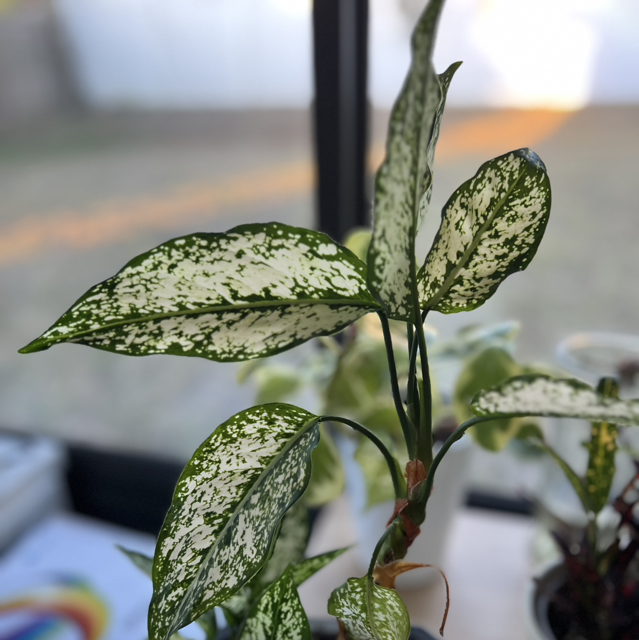 Photo of the plant species Aglaonema 'Snow White' by @Roxycocoa named Xena on Greg, the plant care app