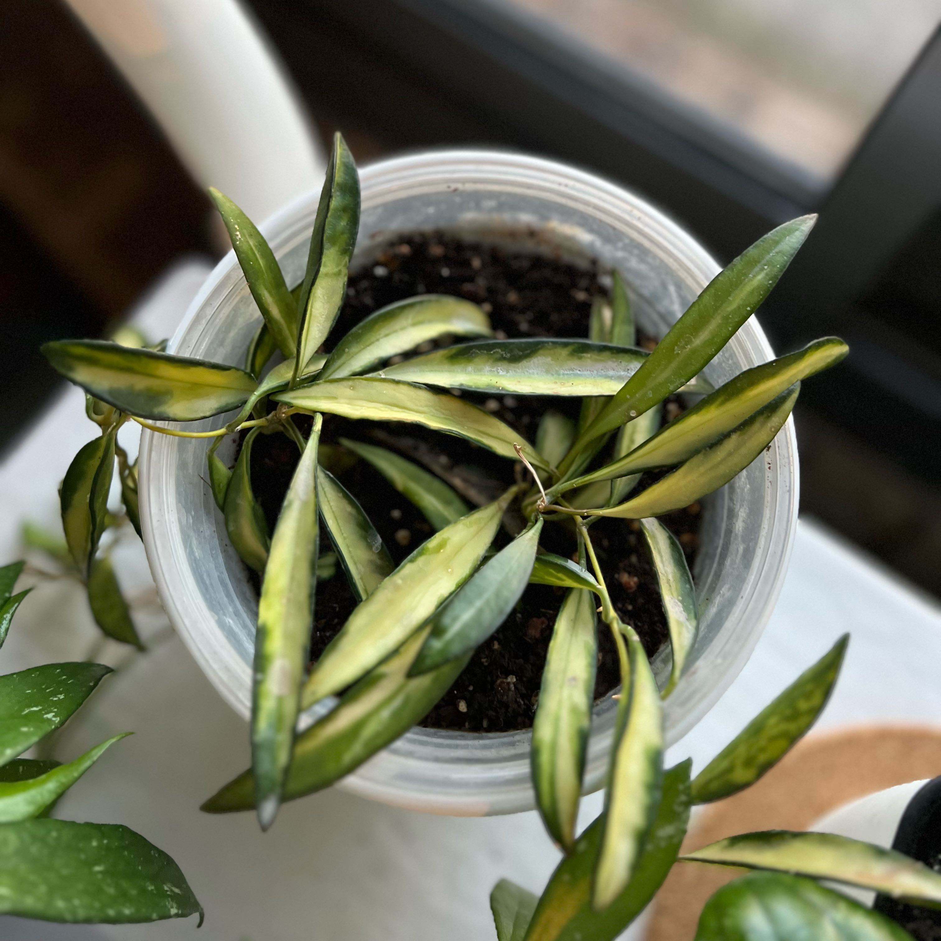 Photo of the plant species Stringbean Hoya by @Roxycocoa named Stretch on Greg, the plant care app