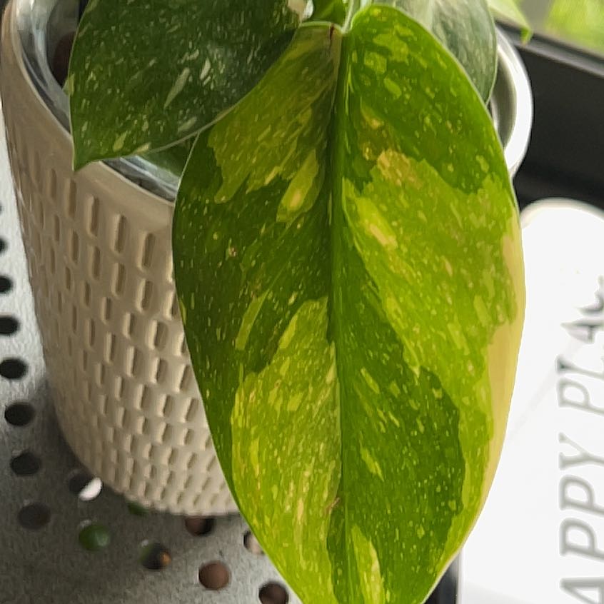 Photo of the plant species Philo Green Congo Nuclear by @Roxycocoa named Pax on Greg, the plant care app