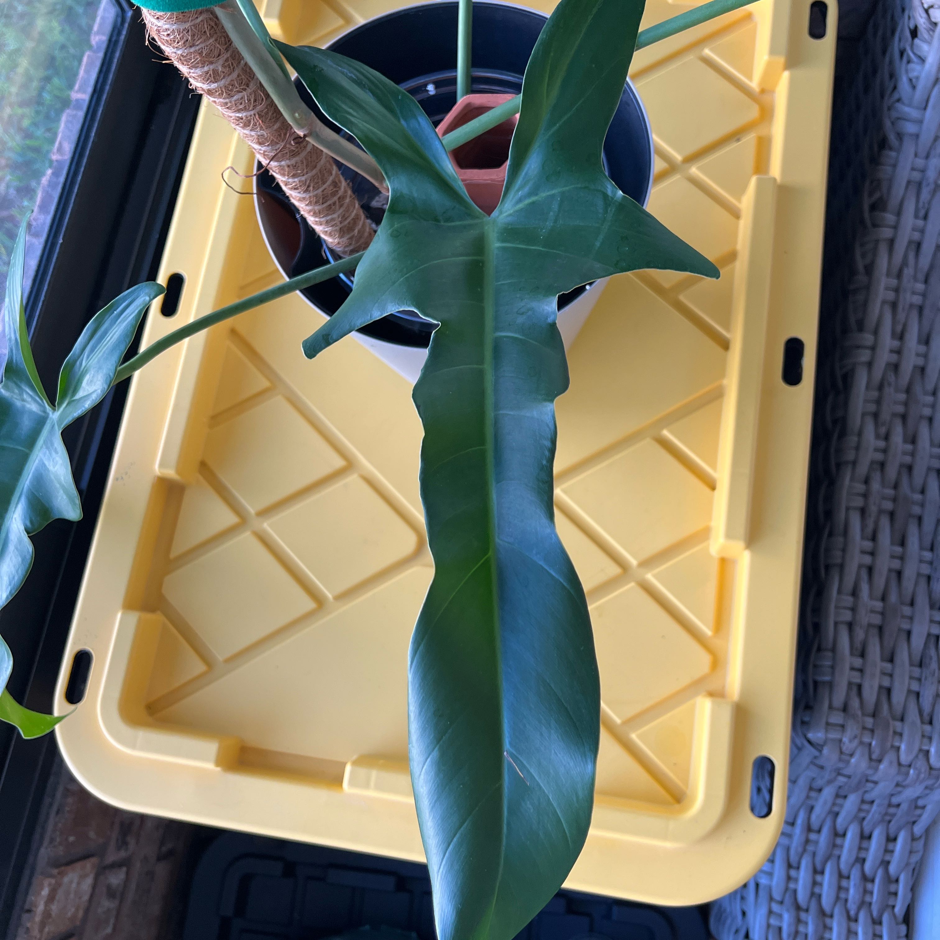 Photo of the plant species Jerry Horne Philodendron by @Roxycocoa named Sproutacus on Greg, the plant care app