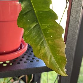 Photo of the plant species Tiger Tooth Philodendron by @Roxycocoa named Sol on Greg, the plant care app