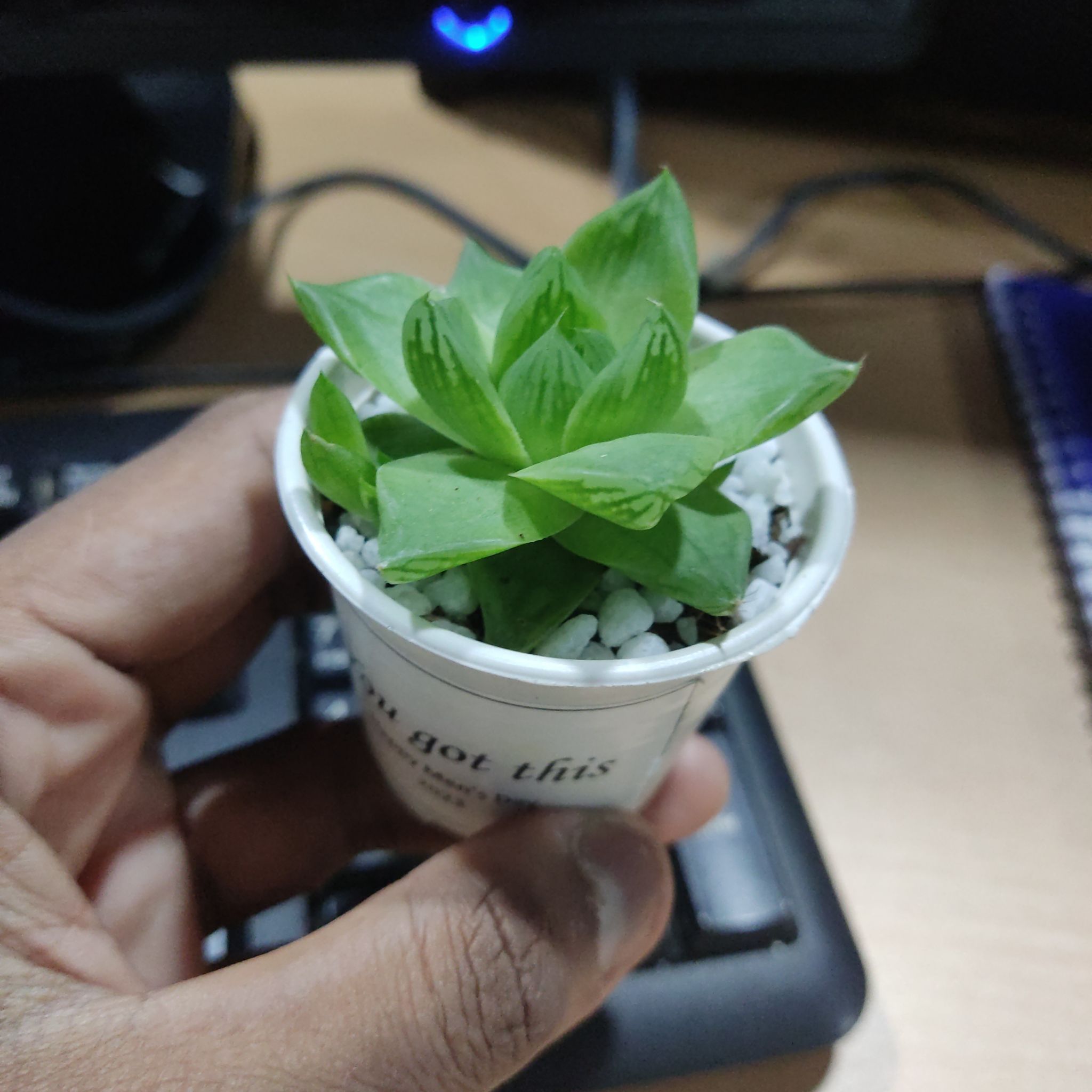 Chuti Manika