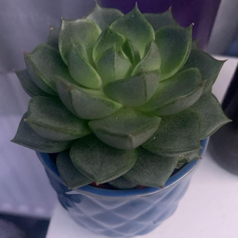 Healthy Echeveria 'Lime n' Chile' succulent in a blue pot.