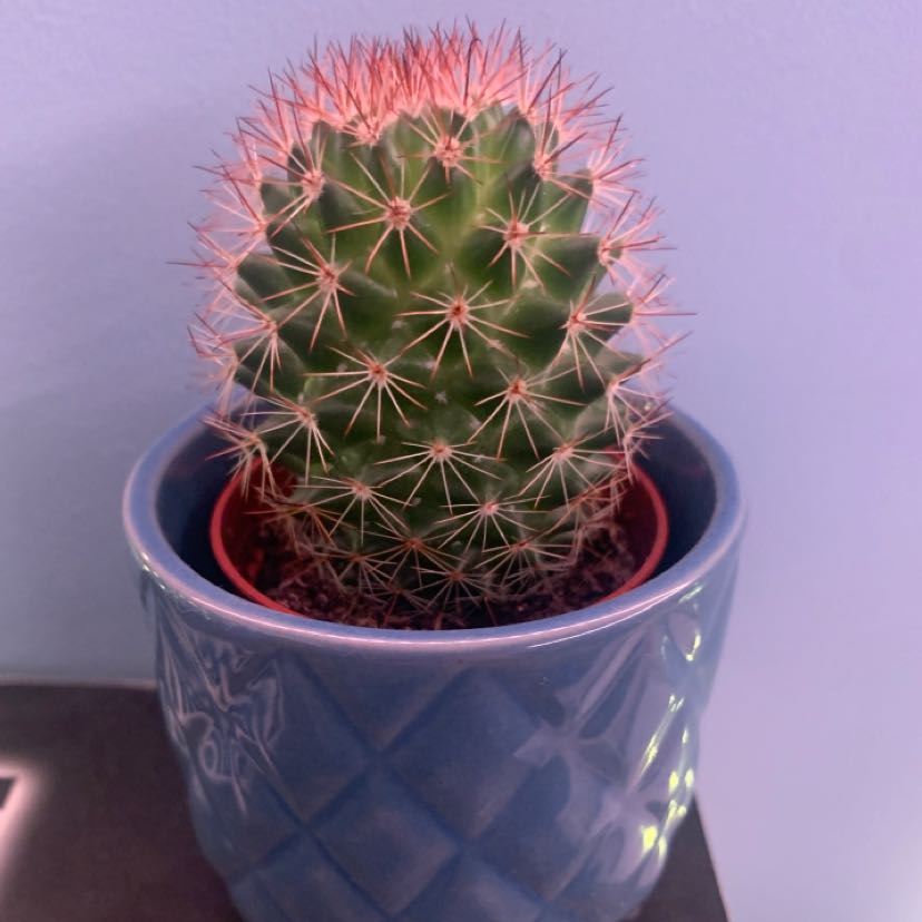 Close-up of a healthy Simpson Hedgehog Cactus in a blue pot, with dense red-tipped spines radiating from the center.