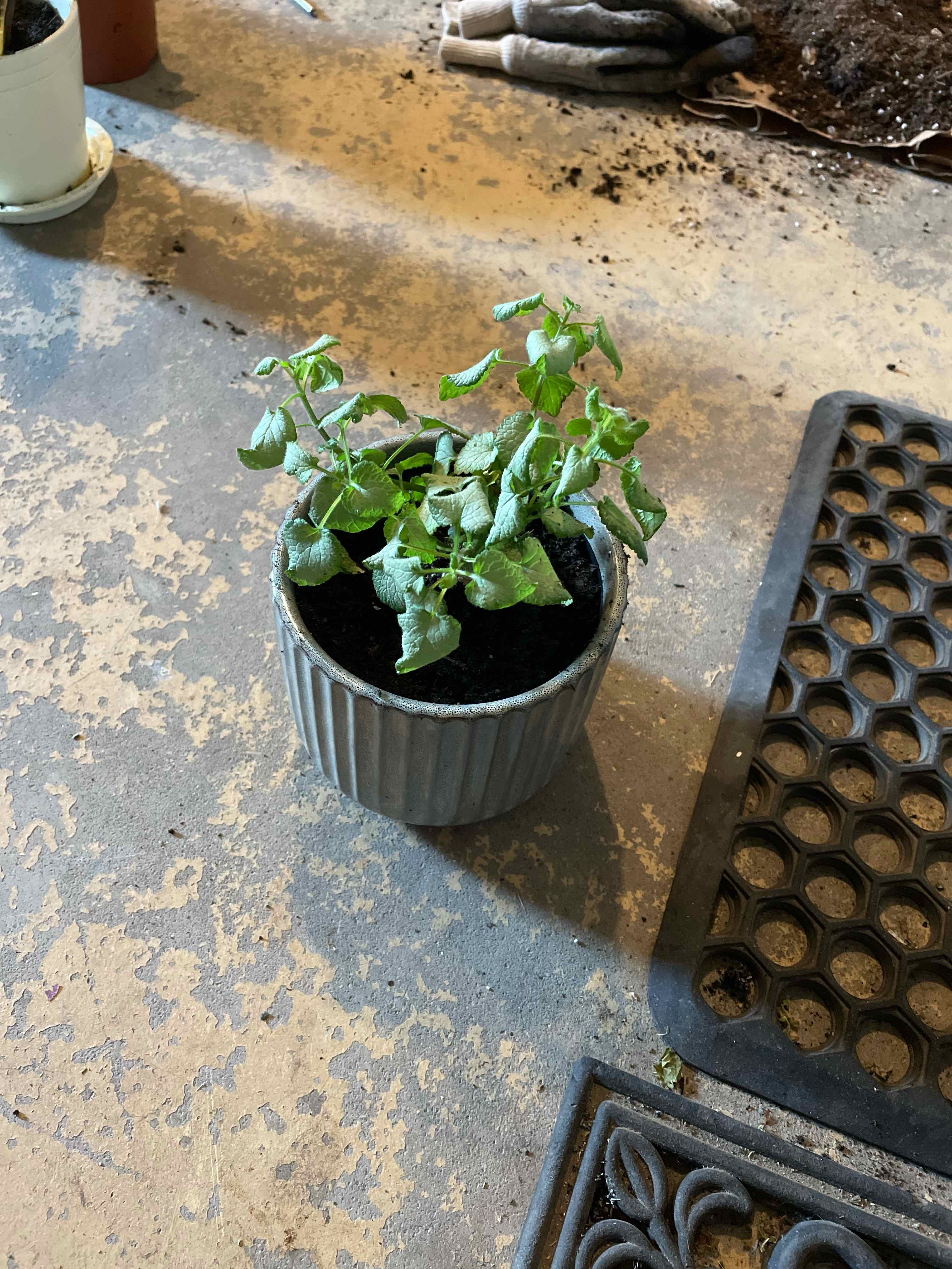 Potted Spotted Deadnettle plant with slightly wilting leaves on a textured surface.