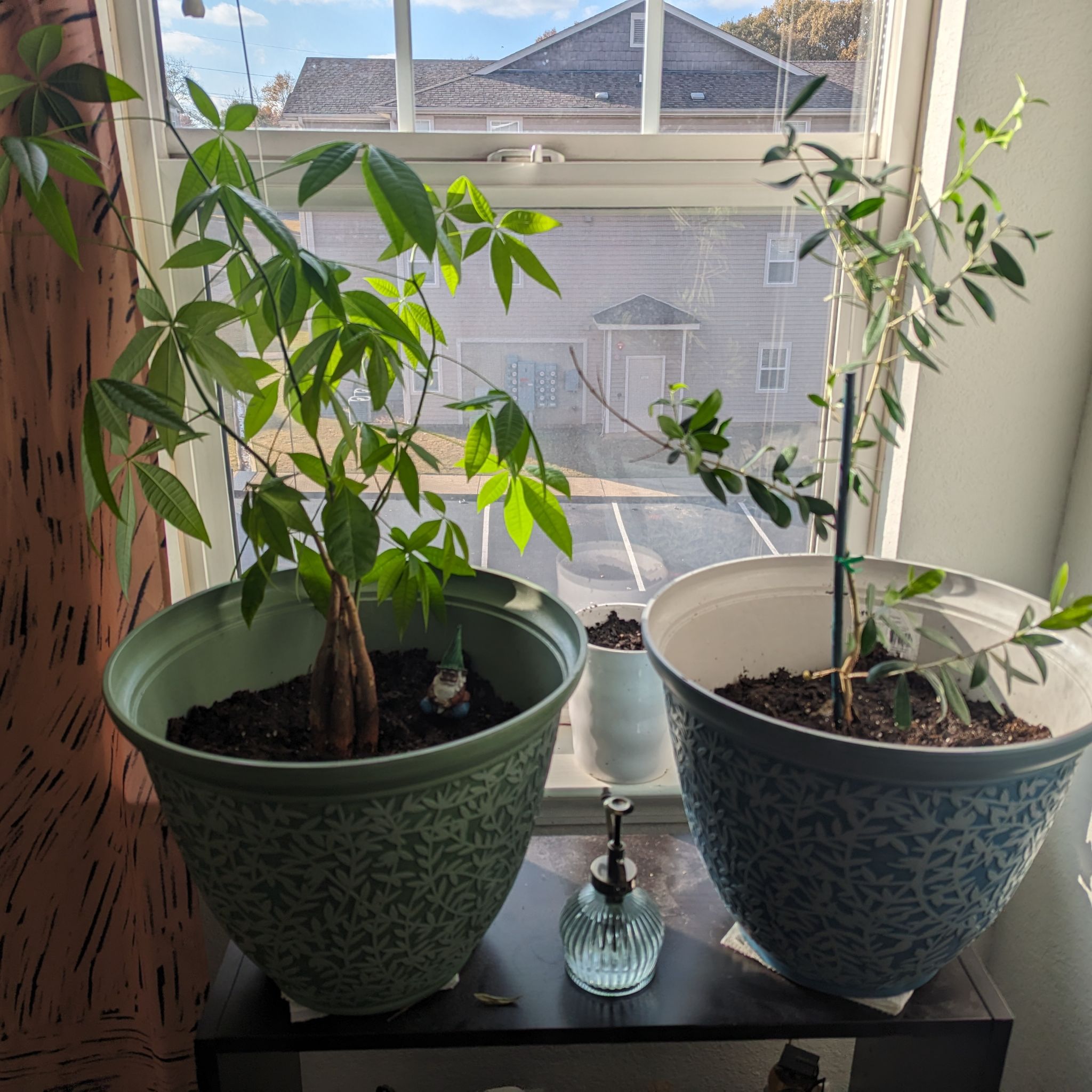 Photo of the plant species shady lady black olive tree by @SpicyIsepepper named Jarrod on Greg, the plant care app