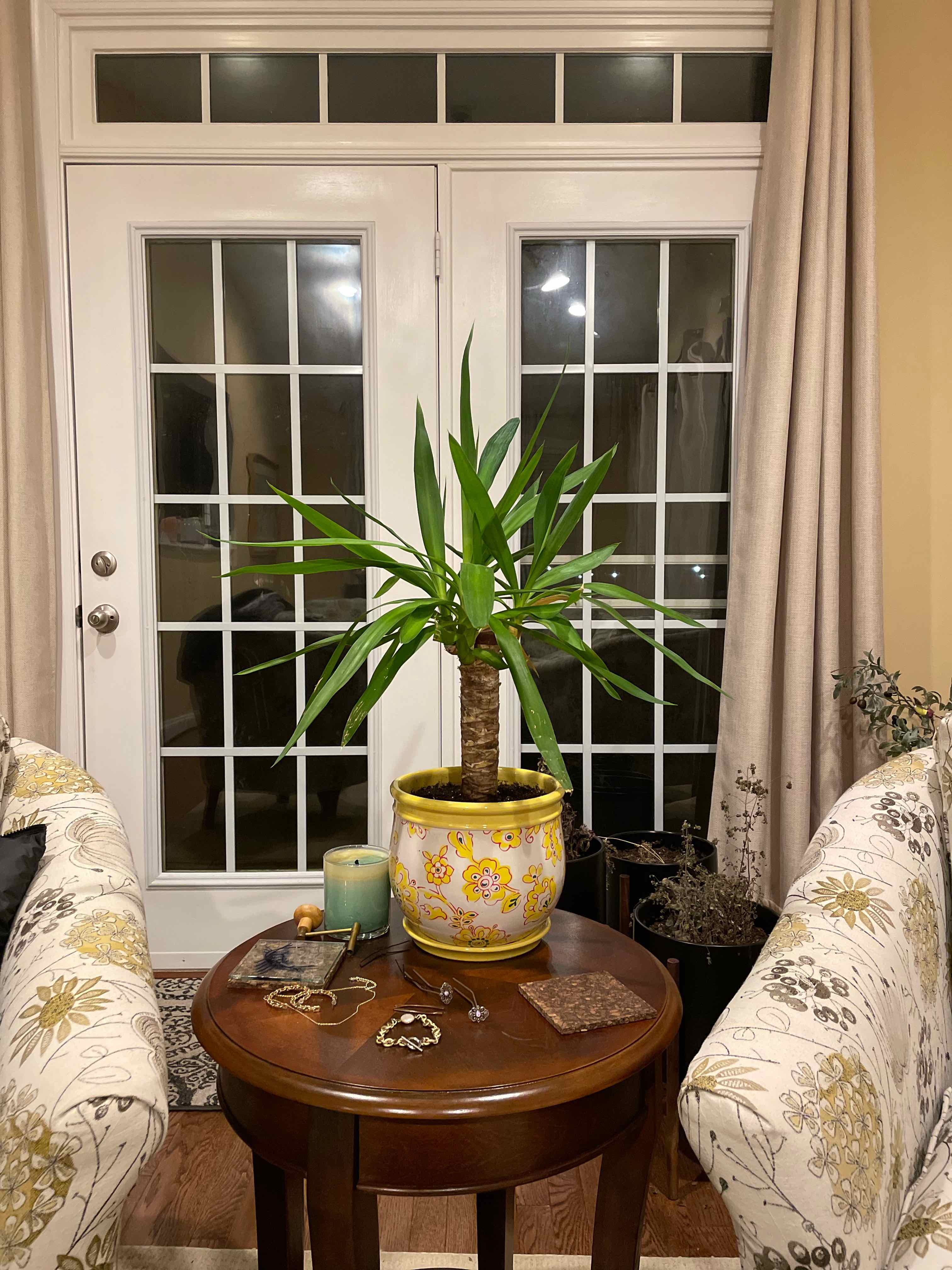 Blue-Stem Yucca plant photo by @natalieczarra named Pamela on Greg, the plant care app.