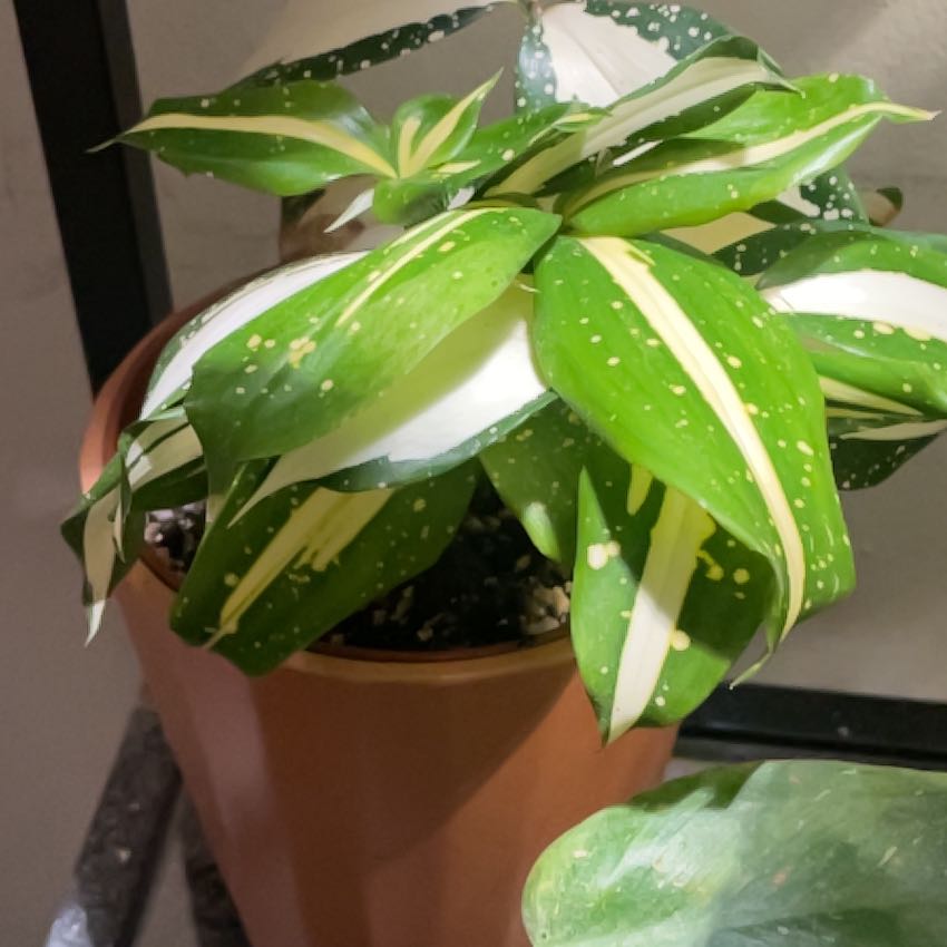 Photo of the plant species Dracaena 'Milky Way' by @peixe.pt named Gates on Greg, the plant care app