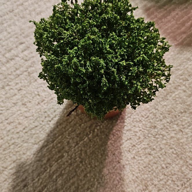 Photo of the plant species Avatar Spike Moss by @iloveplants5 named Stella on Greg, the plant care app