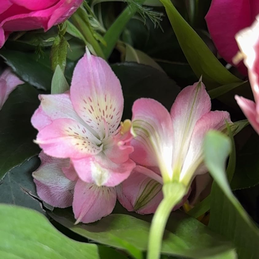 Close-up of a healthy Peruvian-Lily with pink flowers.