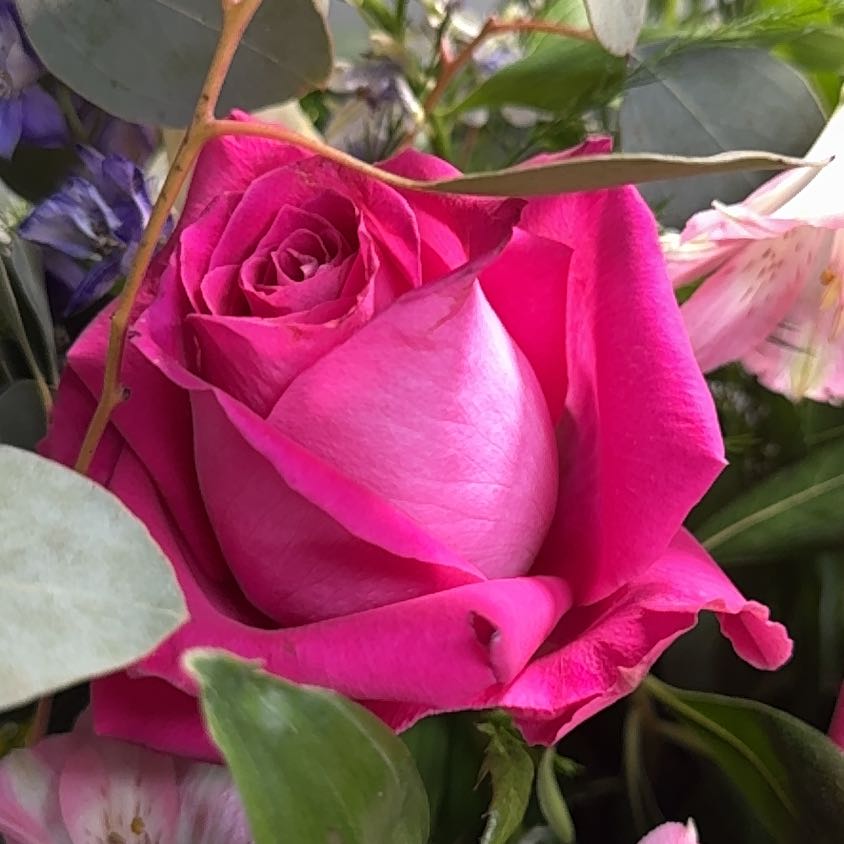 A vibrant pink French Rose in full bloom surrounded by green leaves and other flowers.