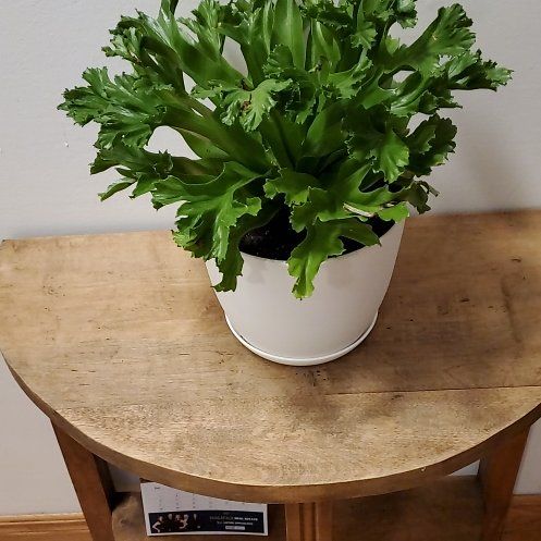 Photo of the plant species Fishtail fern by @ArdentMangeao named Eva on Greg, the plant care app