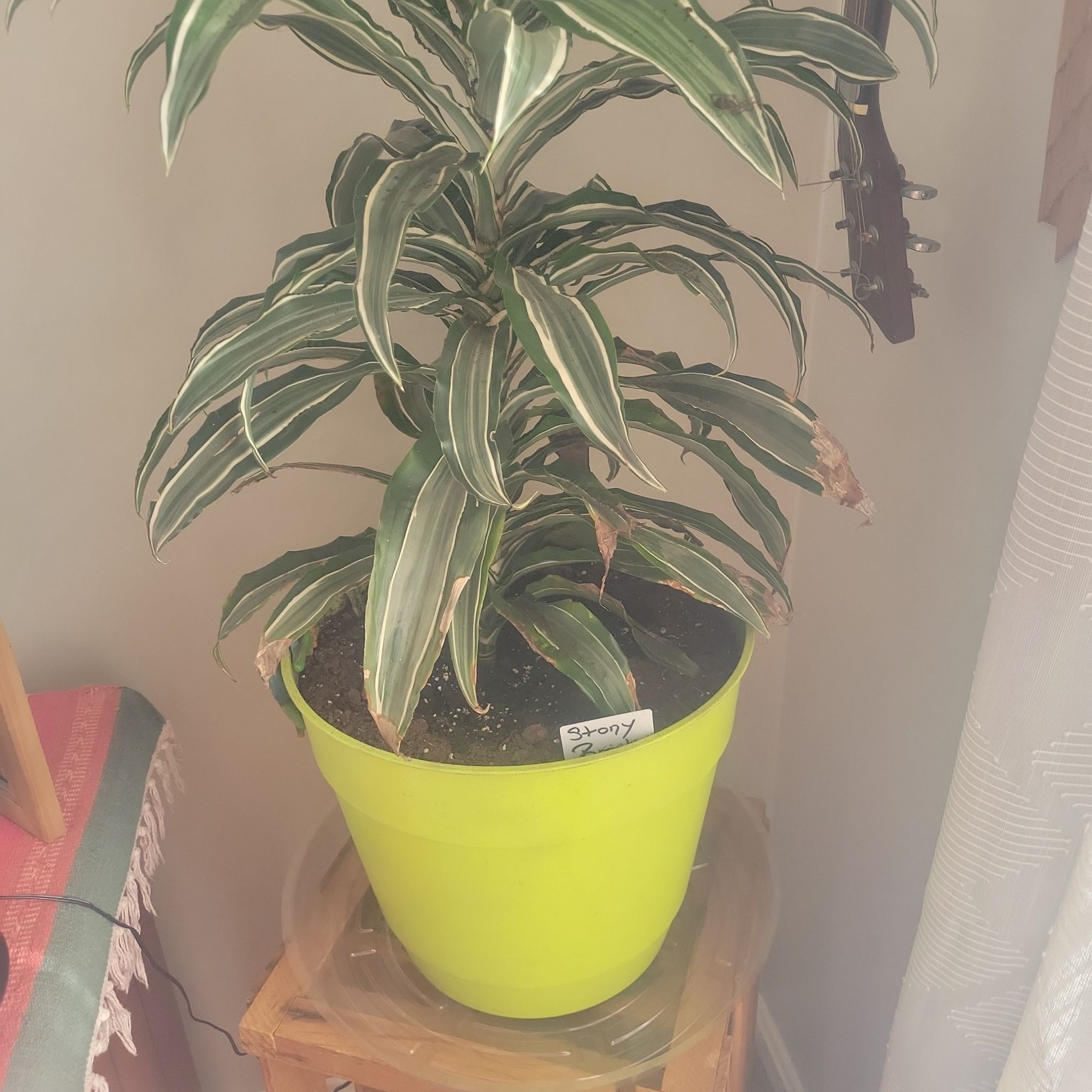 Photo of the plant species Dracaena 'White Bird' by @GrandeeBroom named StonyBrooke on Greg, the plant care app