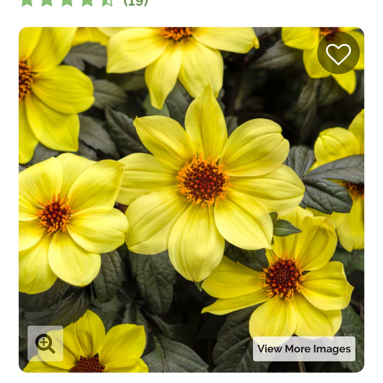 Plant care for Philodendron on Greg, the plant care app