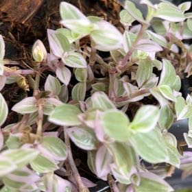 Photo of the plant species Tradescantia Pink Panther by @RichlyStomatium named Marley on Greg, the plant care app