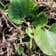 Calculate water needs of Asiatic Pennywort