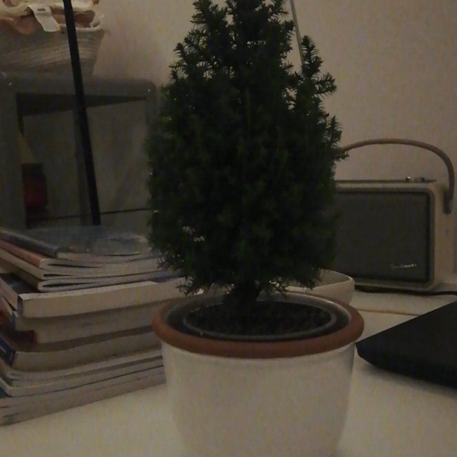 Photo of the plant species Plum Cedar by @VocalWoodruff named Choinka on Greg, the plant care app