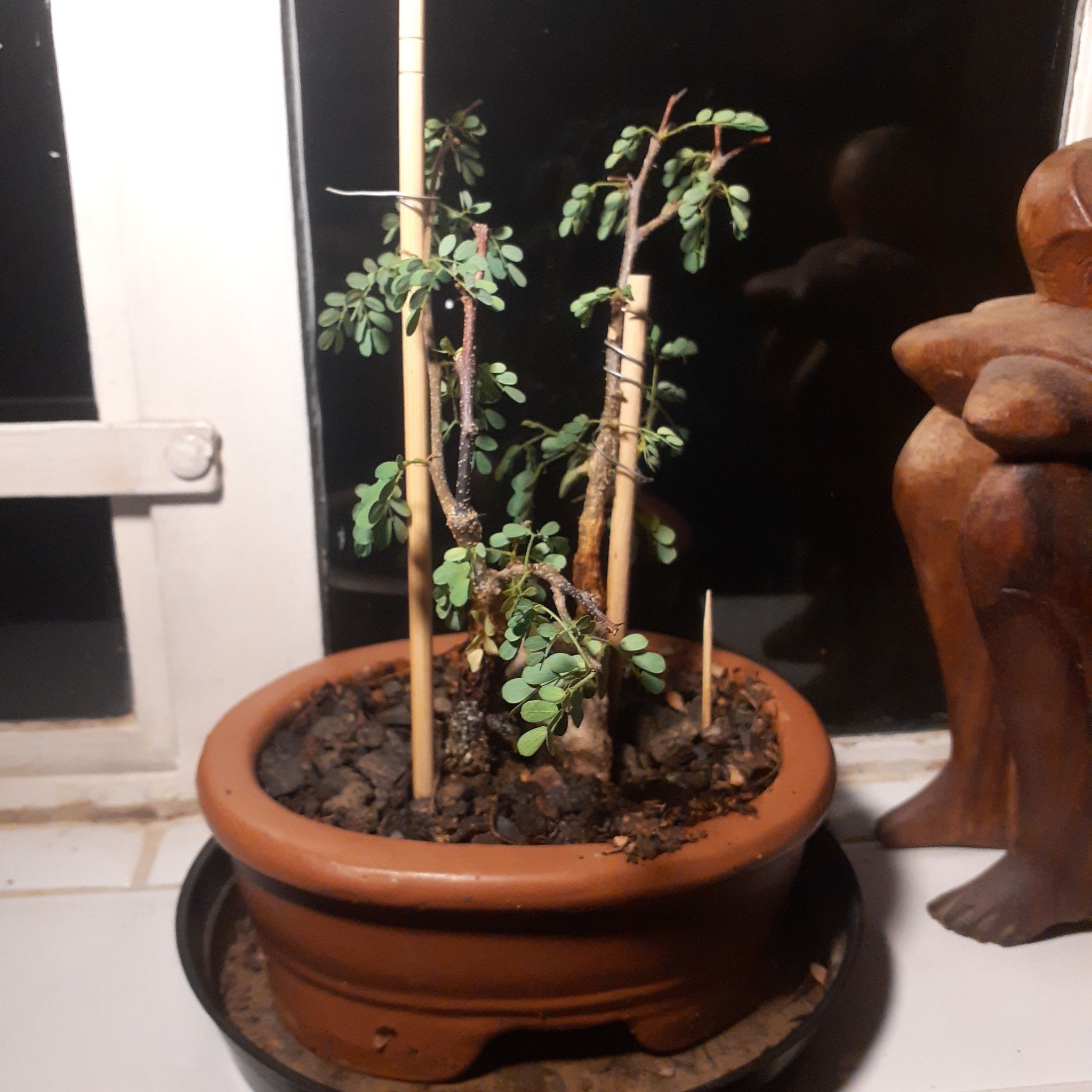 Photo of the plant species Black Monkey Thorn Tree by @SanguineSandbag named Thena on Greg, the plant care app