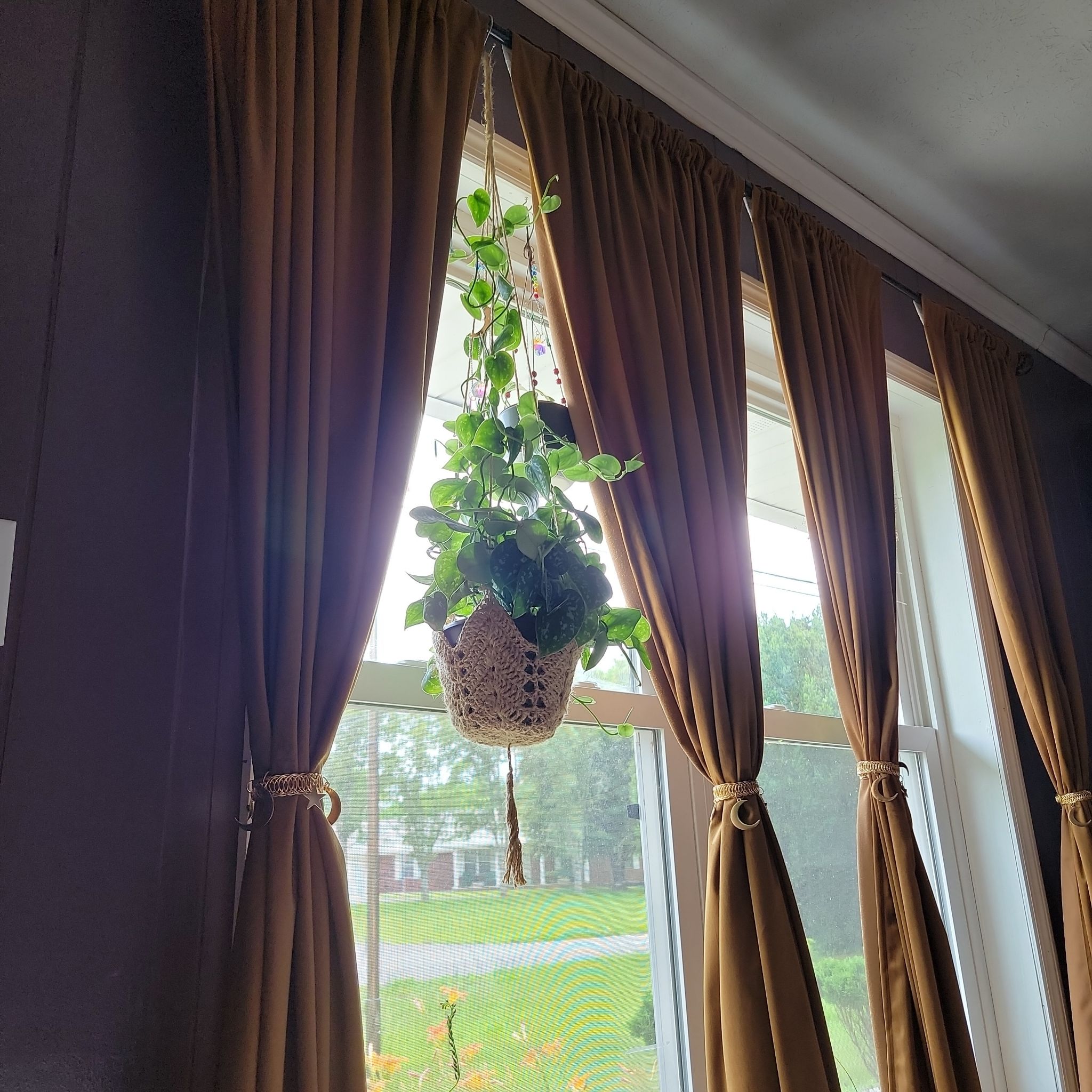 Photo of the plant species Scindapsus silver queen by @FullCoralbell named Hamilton on Greg, the plant care app