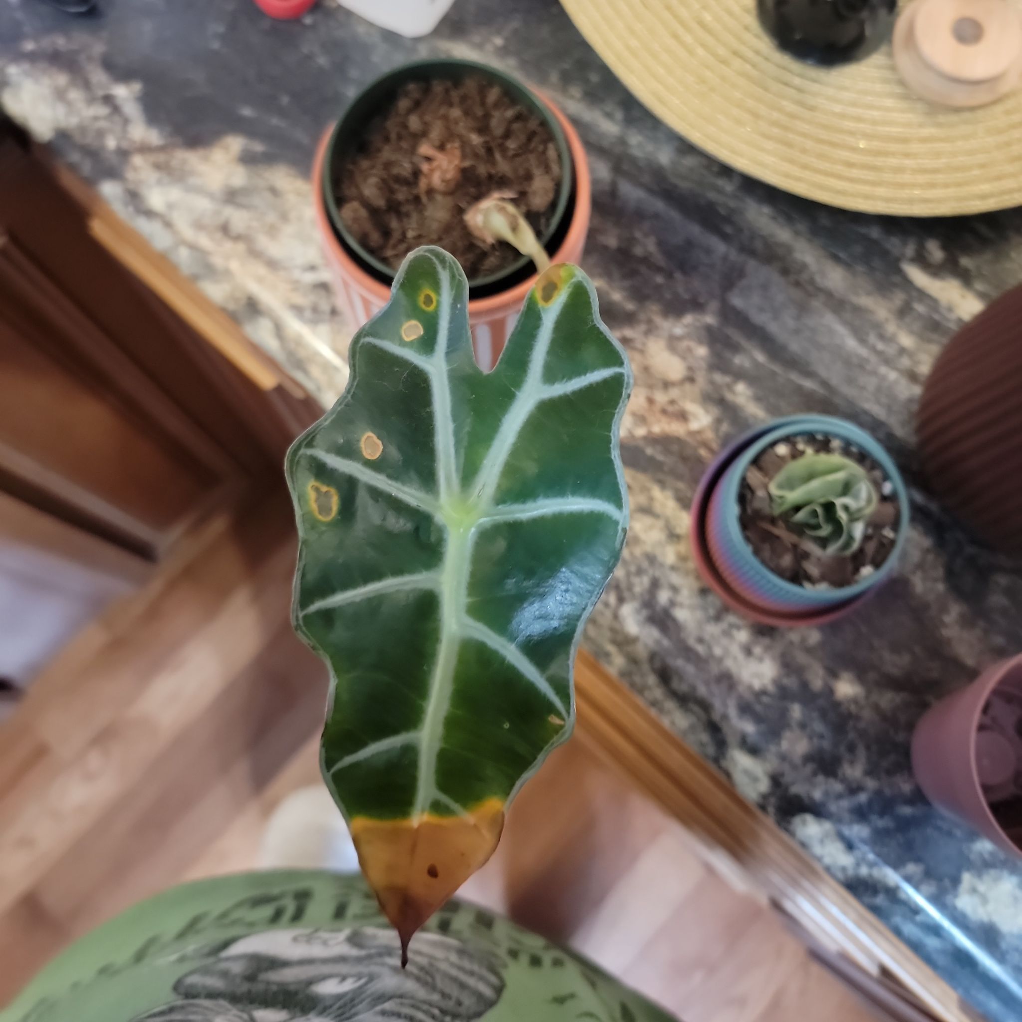 Photo of the plant species Elephant Ears by @FullCoralbell named Bambino on Greg, the plant care app