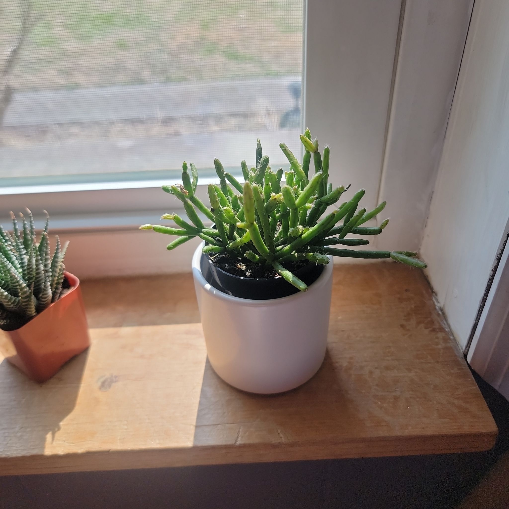 Photo of the plant species Coral Cactus by @FullCoralbell named Coral on Greg, the plant care app