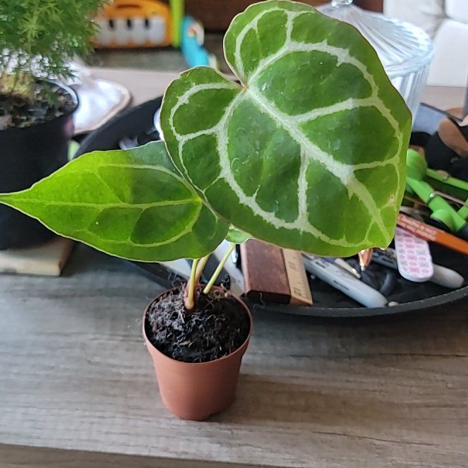 Photo of the plant species Antherium Crystallinum by @FullCoralbell named Celeste on Greg, the plant care app