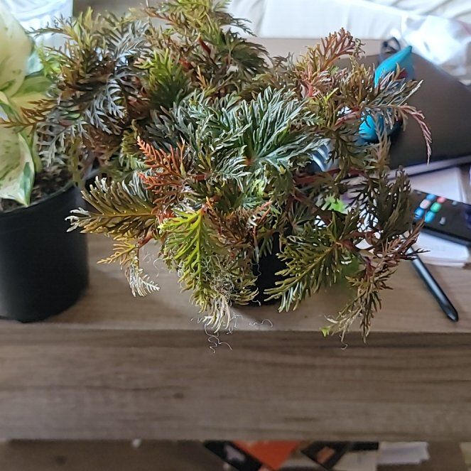 Photo of the plant species Begonia bipinnatifida by @FullCoralbell named Sage on Greg, the plant care app