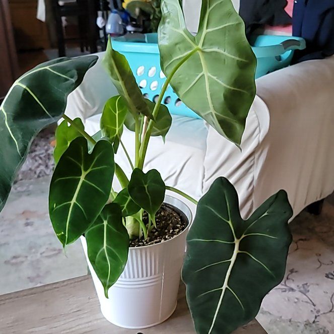 Photo of the plant species Alocasia Frydek by @FullCoralbell named Freddy on Greg, the plant care app