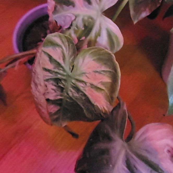 Photo of the plant species Philodendron El Choco Red by @FullCoralbell named Stella on Greg, the plant care app