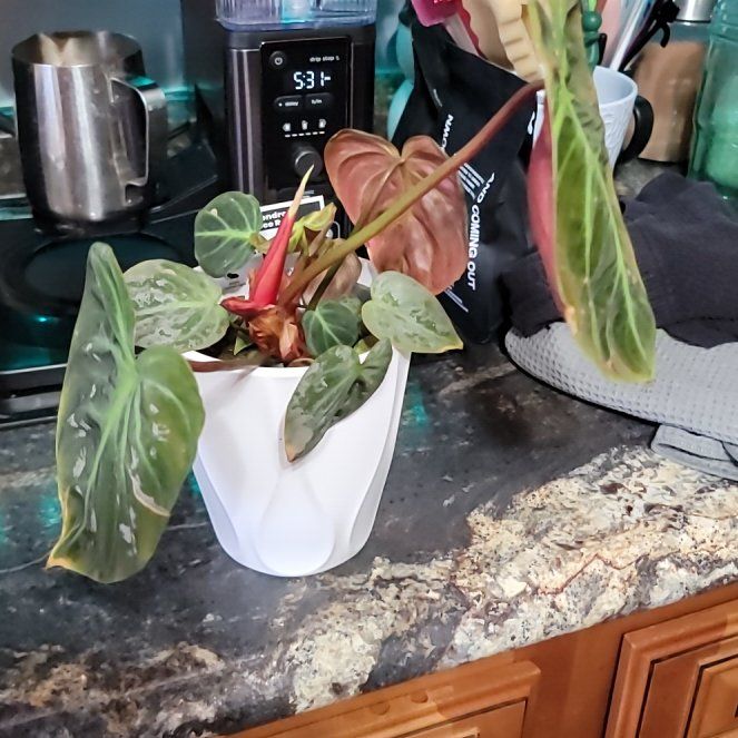 Photo of the plant species Philodendron El Choco Red by @FullCoralbell named Gringo on Greg, the plant care app