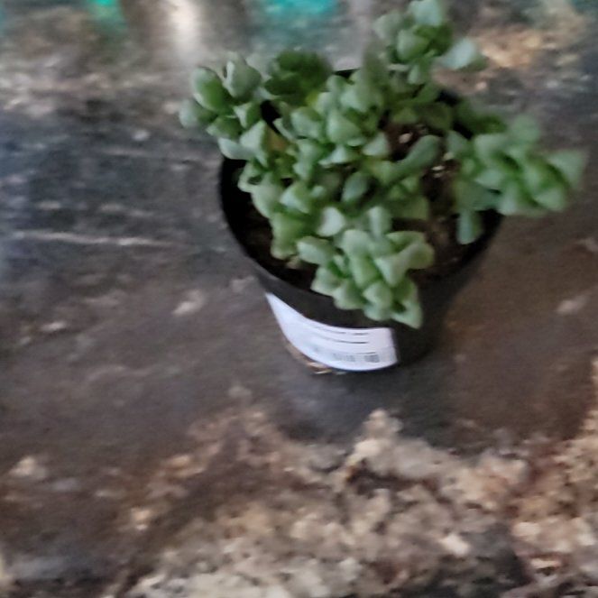 Photo of the plant species pink ice plant by @FullCoralbell named Messi on Greg, the plant care app