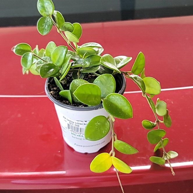 Photo of the plant species Hoya 'Mathilde Splash' by @FullCoralbell named Ariel on Greg, the plant care app