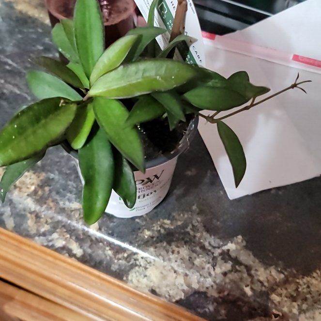 Photo of the plant species Wayetii by @FullCoralbell named Kardashian on Greg, the plant care app