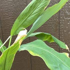 Photo of the plant species Butterfly Ginger by @DauntlessPurei named Sigmund on Greg, the plant care app
