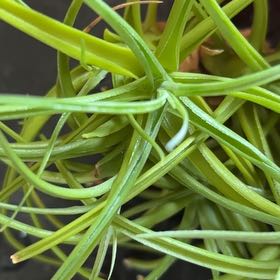 Photo of the plant species Aeranthos Air Plant by @DauntlessPurei named Lola on Greg, the plant care app