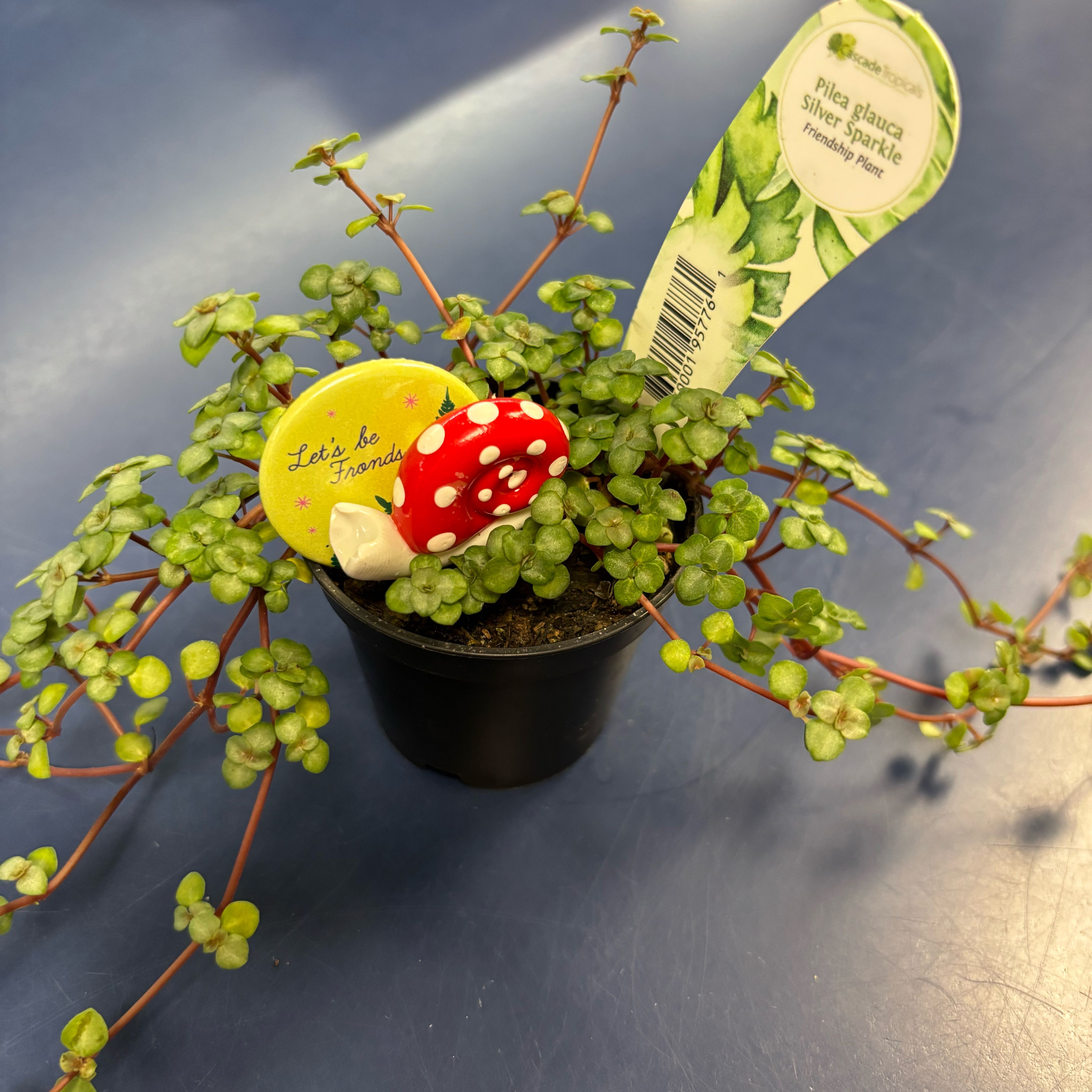 Photo of the plant species Pilea 'Silver Sparkle' by @StirringPlanera named Friendship Plant on Greg, the plant care app